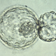 Illustration for article titled Scientists Make History By Genetically Modifying Human Embryos